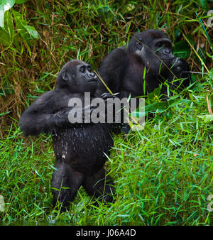 BWINDI NATIONAL PARK, UGANDA: un gorilla esercitava un grosso bastone come un arma come ha cercato di scongiurare un fotografo che diventava troppo stretta per il massimo comfort. Il scatto sorprendente mostra l'enorme tre cento e cinquanta-pound silverback tenere il bastone in un modo minaccioso come lui spara il fotografo un aspetto minaccioso come se dire, "perché io oughta". Altre immagini mostrano i gorilla in un molto più accomodanti umore come essi swing da filiali, mangimi e giocare con i loro piccoli. Alcuni capretti gorilla può essere visto mentire indietro su un ramo e rilassante come va il mondo da. Le foto sono state scattate dal fotografo di Mosca Foto Stock