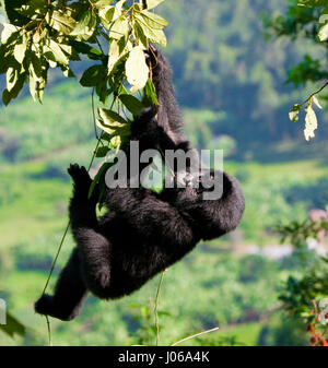 BWINDI NATIONAL PARK, UGANDA: un gorilla esercitava un grosso bastone come un arma come ha cercato di scongiurare un fotografo che diventava troppo stretta per il massimo comfort. Il scatto sorprendente mostra l'enorme tre cento e cinquanta-pound silverback tenere il bastone in un modo minaccioso come lui spara il fotografo un aspetto minaccioso come se dire, "perché io oughta". Altre immagini mostrano i gorilla in un molto più accomodanti umore come essi swing da filiali, mangimi e giocare con i loro piccoli. Alcuni capretti gorilla può essere visto mentire indietro su un ramo e rilassante come va il mondo da. Le foto sono state scattate dal fotografo di Mosca Foto Stock