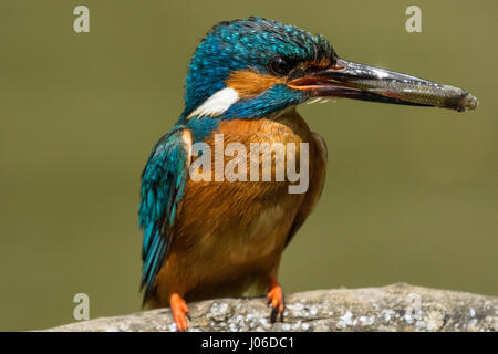 Un kingfisher prende un disco meritato riposo. Come un proiettile questo un certo languorino. kingfisher furtivamente immerso in acqua per catturare il suo pranzo. Le immagini mostrano i coloratissimi bird glide graziosamente fuori dell'acqua dopo la cattura di un ignaro di pesce. In un altro colpo, il kingfisher sembra essere prendendo una meritata pausa su un ramo nelle vicinanze dopo l energico display. Italian fotografo dilettante Marco Merli (28) non poteva credere ai suoi occhi quando ha catturato il kingfisher in azione. Le foto sono state scattate a Ferrara, Italia settentrionale. Foto Stock