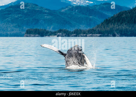 ONTARIO, CANADA: il momento esatto in cui un salto di trenta-ton whale il corpo è perfettamente paralleli con la superficie dell'acqua è che esplodono dal è stato sensationally catturato. Altre foto mostrano la sequenza di precisamente come il Humpback Whale ha rotto la superficie dell'acqua, solo per emergere dalle onde ad alta velocità. Insegnante di scuola elementare Ian Stotesbury (37) da Ontario, Canada è stato abbastanza fortunato da individuare la balena su una barca in Prince William Sound, Alaska. Foto Stock