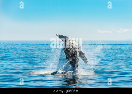 ONTARIO, CANADA: il momento esatto in cui un salto di trenta-ton whale il corpo è perfettamente paralleli con la superficie dell'acqua è che esplodono dal è stato sensationally catturato. Altre foto mostrano la sequenza di precisamente come il Humpback Whale ha rotto la superficie dell'acqua, solo per emergere dalle onde ad alta velocità. Insegnante di scuola elementare Ian Stotesbury (37) da Ontario, Canada è stato abbastanza fortunato da individuare la balena su una barca in Prince William Sound, Alaska. Foto Stock