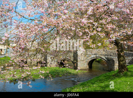 Primavera sbocciano i fiori accanto al packhorse medievale Ponte sul Fiume Clun nella città di Clun, Shropshire. Foto Stock