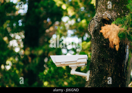 Telecamera di sorveglianza sull'albero. Telecamera nascosta nella foresta. Sicurezza della foresta. Telecamera nascosta. Foto Stock