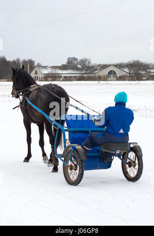 Cablaggio racing. Un cavallo da corsa imbrigliato al passeggino leggero. Foto Stock