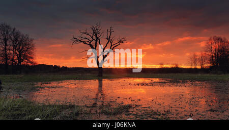 Alba sul prato allagato. Sole di mattina illuminare le nuvole colorate da horizont. Bella twilight in rosso i colori. Mattina d'estate sfondo. Foto Stock