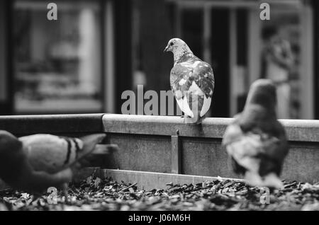 Tre piccioni di strada a guardare la gente che va da Foto Stock