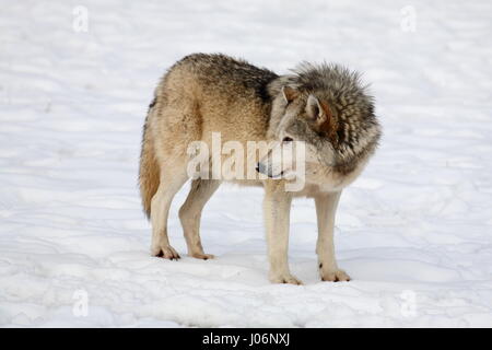 Europeo di Lupo grigio nella neve Foto Stock