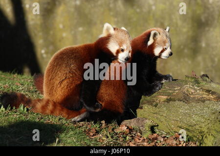 Accoppiamento panda rosso Foto Stock