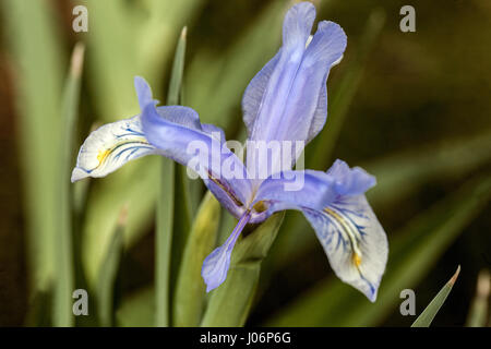 Iris graeberiana in fiore Iris juno Foto Stock