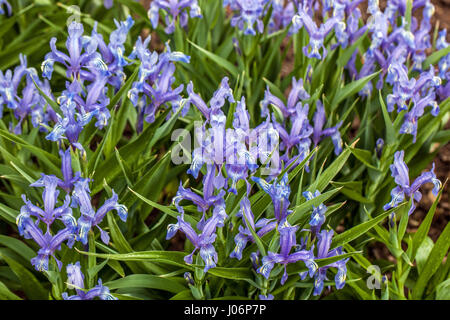 Juno, Iris Iris graeberiana in fiore Foto Stock