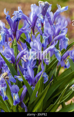 Juno, Iris Iris graeberiana Foto Stock