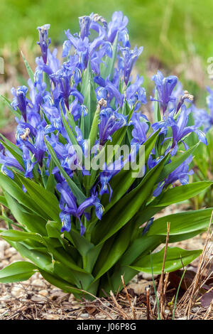 Juno, Iris Iris graeberiana Foto Stock