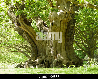 Grande diffusione inglese antico tronco di quercia in Glenfield Lodge Park, Leicestershire, Regno Unito Foto Stock