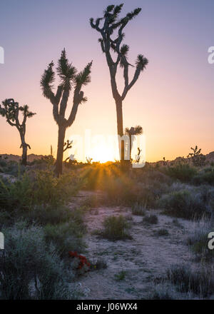 Alberi di Joshua e il paesaggio del deserto di sunrise. Joshua Tree National Park, California, Stati Uniti d'America. Foto Stock