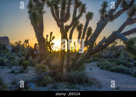 Alberi di Joshua e il paesaggio del deserto di sunrise. Joshua Tree National Park, California, Stati Uniti d'America. Foto Stock