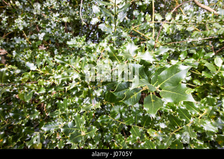 Evergreen holly arbusto foglie pungenti Ilex aquifolium Newtownabbey Regno Unito Foto Stock