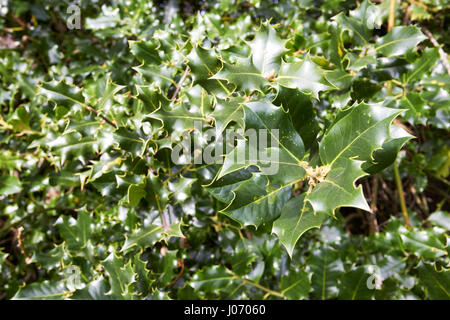 Evergreen holly arbusto foglie pungenti Ilex aquifolium Newtownabbey Regno Unito Foto Stock