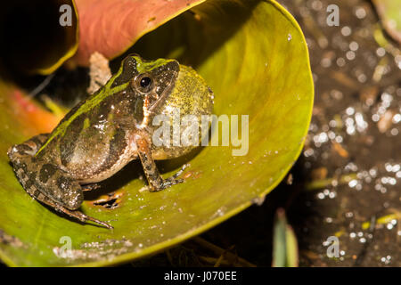 Una Florida Cricket Frog chiamando da un angolino Lilly pad al registro di Pino Forestale dello Stato della Florida. Foto Stock