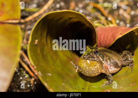 Una Florida Cricket Frog chiamando da un angolino Lilly pad al registro di Pino Forestale dello Stato della Florida. Foto Stock