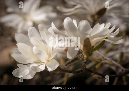 Stella Bianca magnolia blossom nel pieno splendore (Magnolia stellata) Foto Stock