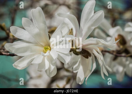 Due stelle di fiori di magnolia in pieno splendore. (Magnolia stellata) Foto Stock