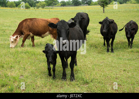 Il Black Angus cow e coppia di vitello in allevamento su pascolo verde Foto Stock