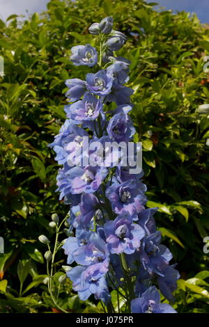 Delphinium elatum custode luce blu fiore Foto Stock