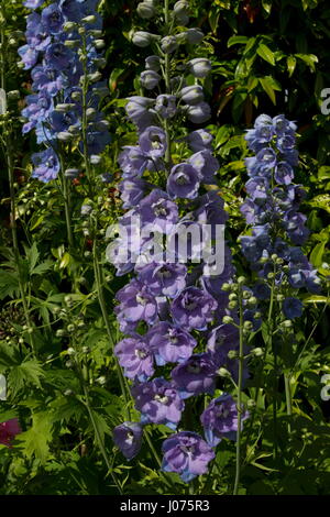 Delphinium elatum custode luce blu fiore Foto Stock