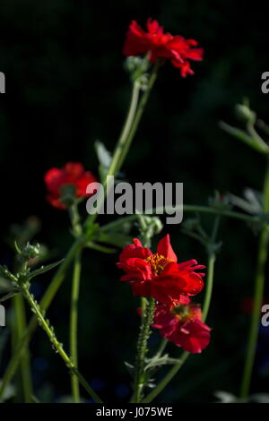 Geum onorevole J Bradshaw fiore rosso Foto Stock