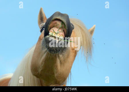 Cavalli di Razza Haflinger che mostra i denti Foto Stock