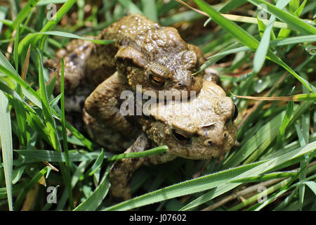 Il rospo comune europeo, Toad, o in parti anglofona dell'Europa, semplicemente il rospo (Bufo bufo, dal latino bufo rospo "'), è un anfibio che si trovano in tutta la maggior parte dell'Europa (ad eccezione di Irlanda, Islanda e alcune isole del Mediterraneo), nella parte occidentale dell'Asia del Nord e in una piccola porzione di Africa nord-occidentale. Si tratta di uno dei membri del gruppo di strettamente legati gli animali che discendono da una comune linea ancestrale dei rospi e che formano una specie di complesso. Il rospo è un animale poco appariscente come di solito si trova nascosta durante il giorno. Foto Stock