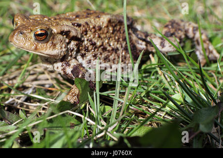 Il rospo comune europeo, Toad, o in parti anglofona dell'Europa, semplicemente il rospo (Bufo bufo, dal latino bufo rospo "'), è un anfibio che si trovano in tutta la maggior parte dell'Europa (ad eccezione di Irlanda, Islanda e alcune isole del Mediterraneo), nella parte occidentale dell'Asia del Nord e in una piccola porzione di Africa nord-occidentale. Si tratta di uno dei membri del gruppo di strettamente legati gli animali che discendono da una comune linea ancestrale dei rospi e che formano una specie di complesso. Il rospo è un animale poco appariscente come di solito si trova nascosta durante il giorno. Foto Stock