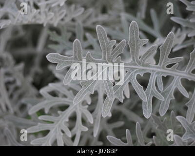 Bianco impianto Groundsel Foto Stock