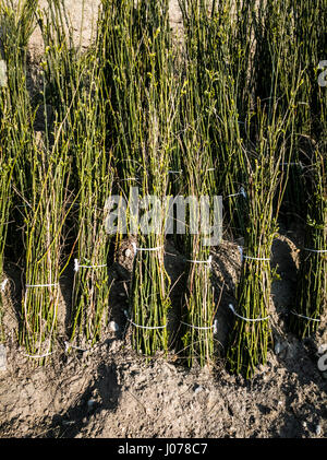 I grappoli di giovani alberelli Sophora Japonica, Styphnolobium japonicum , mantenuto nella sabbia pronti per essere venduti Foto Stock