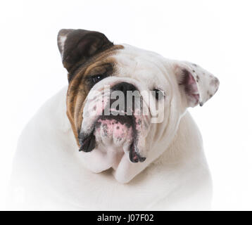 Femmina Bulldog inglese ritratto su sfondo bianco Foto Stock