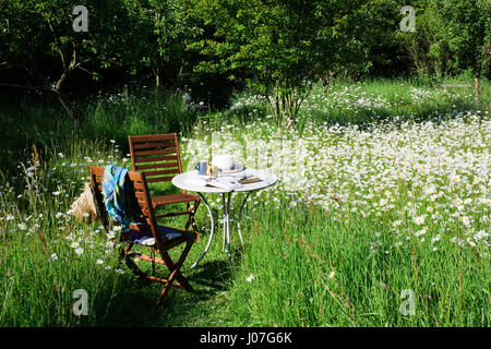 Due sedie e un tavolo con libri, tazze e cappello da sole in un prato di fiori selvaggi in un caldo pomeriggio di sole. Oxe occhio margherite Foto Stock