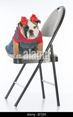 Bulldog cucciolo indossando tute da lavoro seduto su una sedia su sfondo bianco Foto Stock