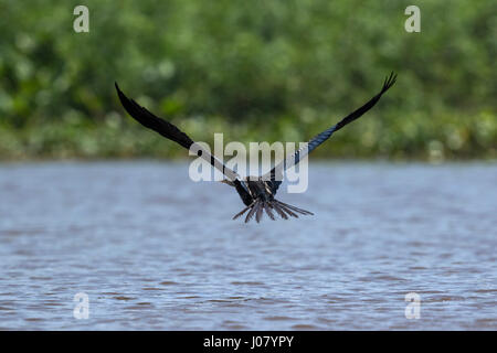 Oriental Darter (Anhinga melanogaster) albanese Prek Massimo, il Tonle Sap, Cambogia Foto Stock