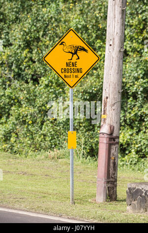 Segno di avvertimento Nene, oca hawaiana, Branta sandvicensis, nei pressi di Hanalei, Kauai, Hawaii, STATI UNITI D'AMERICA Foto Stock