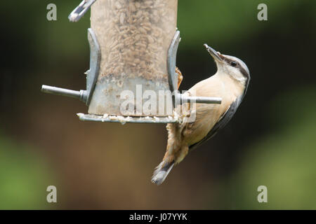 Picchio muratore, Sitta europaea, alimentando sui cuori di semi di girasole in bird feeder. March, Regno Unito. Foto Stock