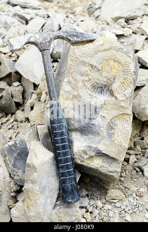 Ammonita fossilizzato in roccia con martello. Foto Stock