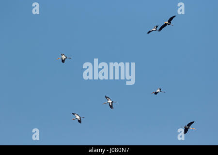 Dipinto di Stork (Mycteria leucocephala) in volo, albanese Prek Massimo, il Tonle Sap, Cambogia Foto Stock