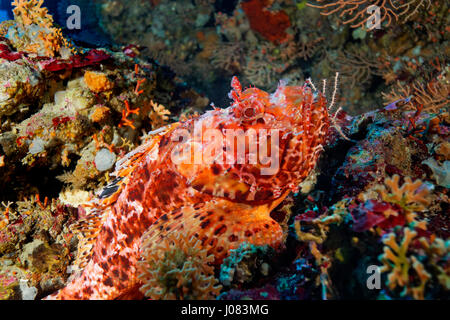 Scorfano rosso nel Mare Adriatico, Arcipelago di Lastovo in Croazia Foto Stock