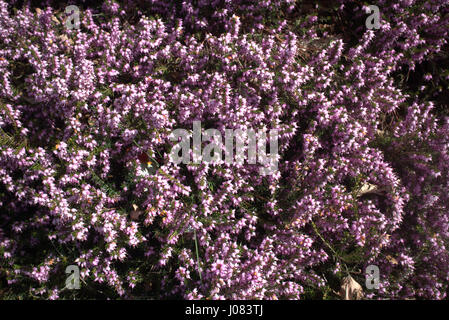 Viola heather scottish Foto Stock