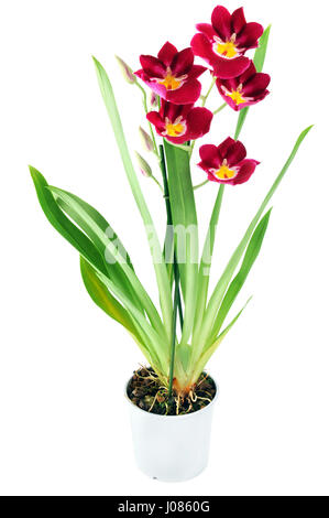 Rosso Giallo rosa miltoniopsis orchidea (primo amore pink lady) nel vaso isolato su sfondo bianco Foto Stock