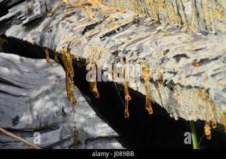 Gocce di resina sul taglio di pino Foto Stock