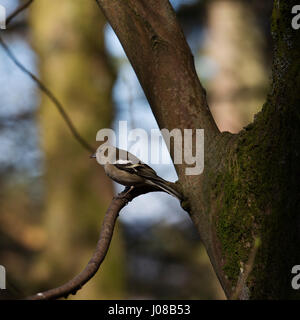 Comune Femmina (fringuello Fringilla coelebs) in Kielder Forest Park in Northumberland, Inghilterra. Gli uccelli a prosperare nel bosco a Kielder. Foto Stock