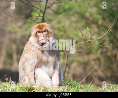 Ritratto di Barbary Macaque seduto sull'erba Foto Stock