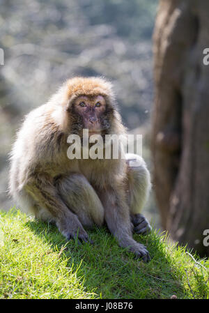 Ritratto di Barbary Macaque seduto sull'erba Foto Stock
