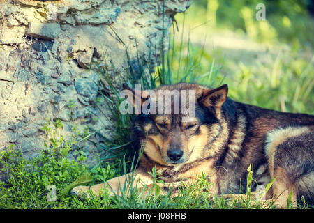 Il cane dorme sul prato in estate. Foto Stock